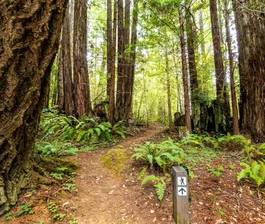 A scenic trail in the woods of Black River Gorges, Mauritius.