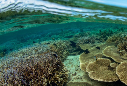 Coral reef conservation and protection in the lagoon of Bel Ombre, Mauritius