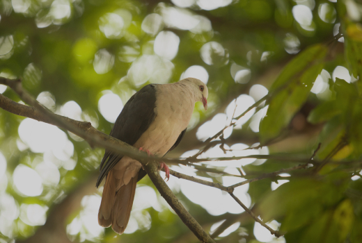 Pink pigeon, an endemic and endangered bird species found in the nature reserves of Mauritius