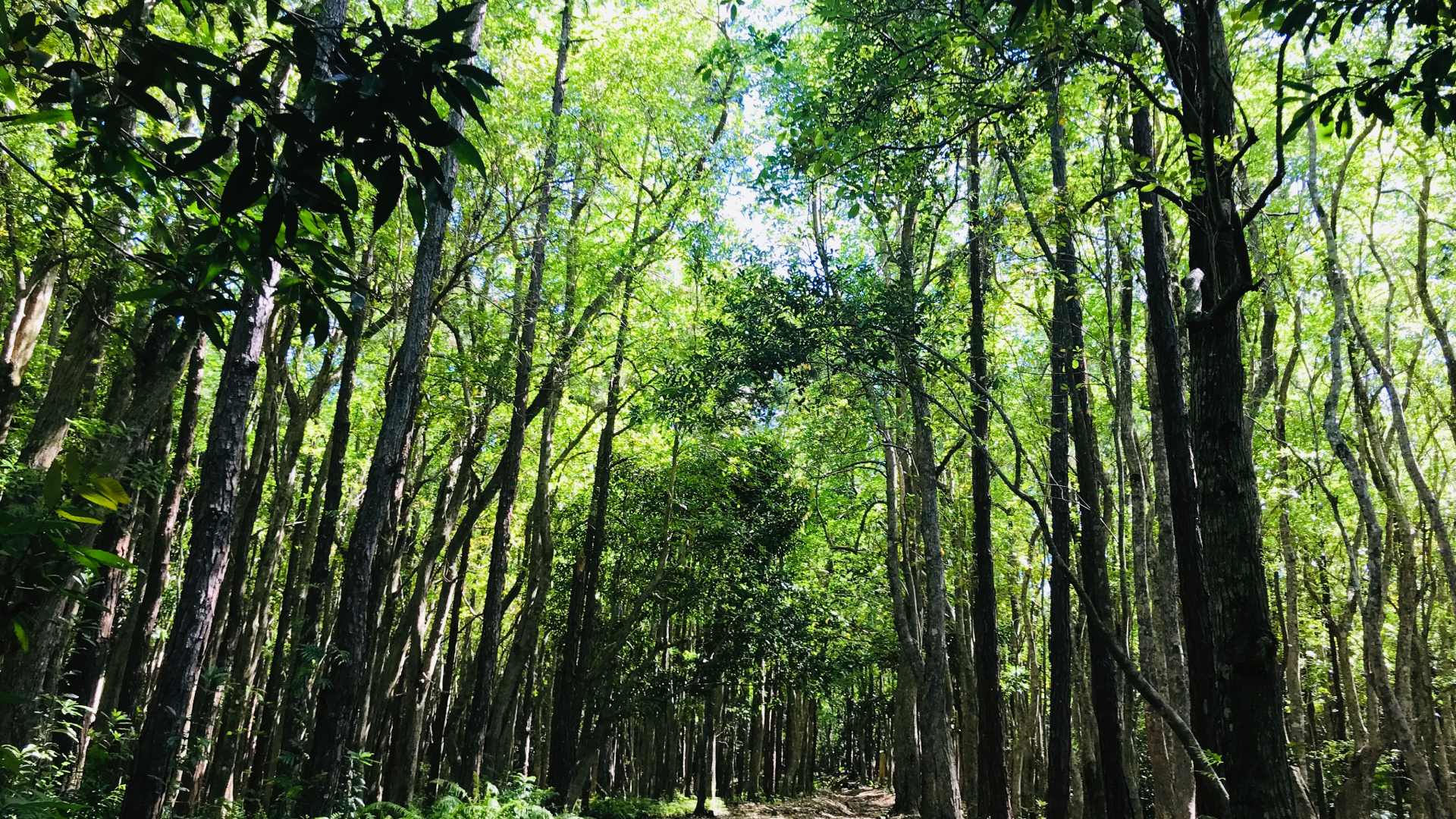 Biodiversité unique de la forêt mauricienne