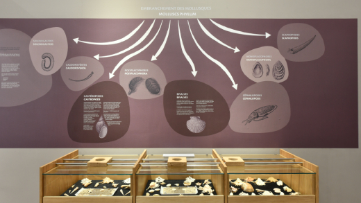 Exhibition of seashells at World of Seashells, Bel Ombre, Mauritius