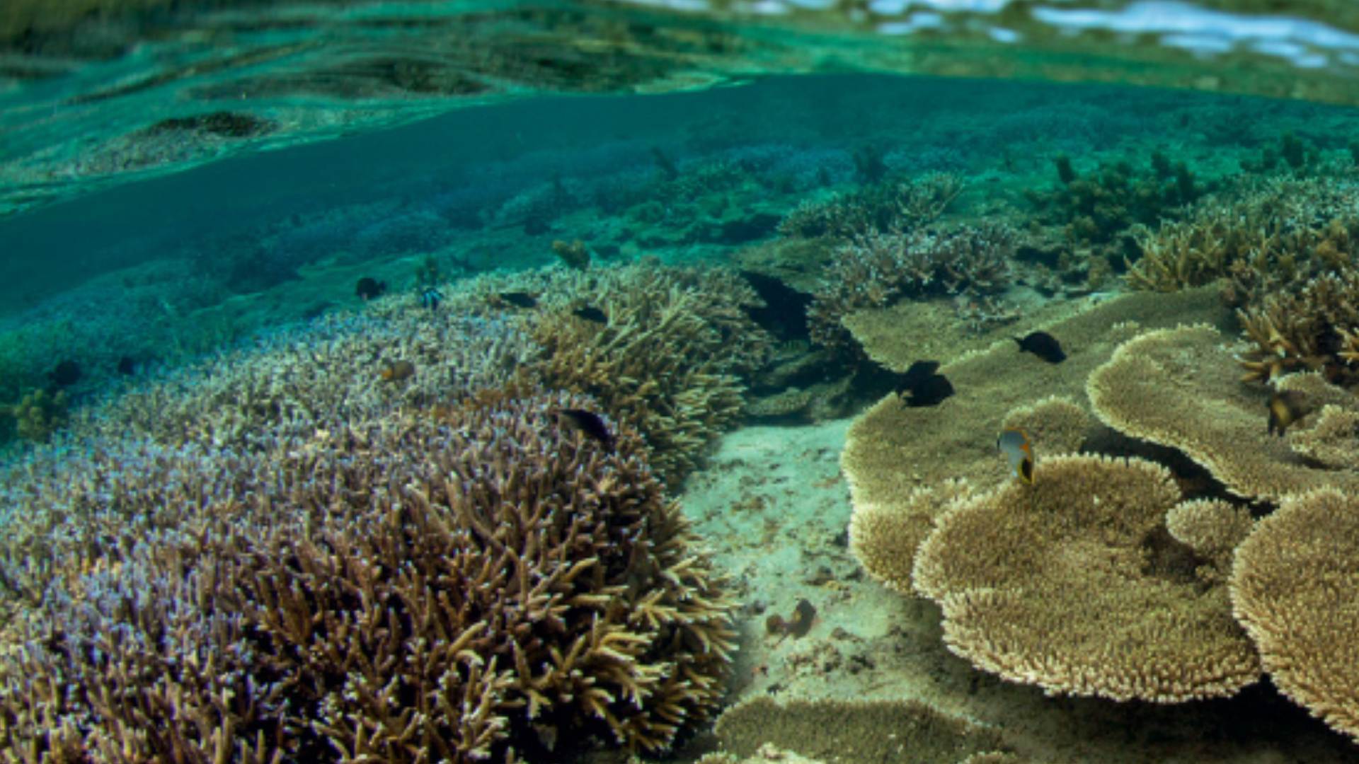 Lagon turquoise à l’île Maurice avec récifs coralliens et protection des écosystèmes marins